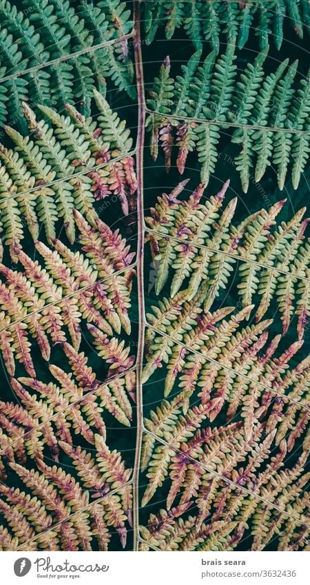 Colorful fern leaf in forest colorful leaves multicolors painted above pastel colors cover design full frame leaves background wild environment beautiful garden