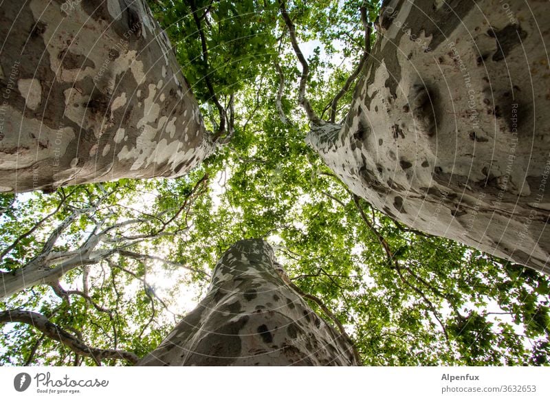 If three trees meet......... Tree trunk Nature Environment Exterior shot Forest green Day Branch Deserted Plant Worm's-eye view Tree bark Colour photo flaked