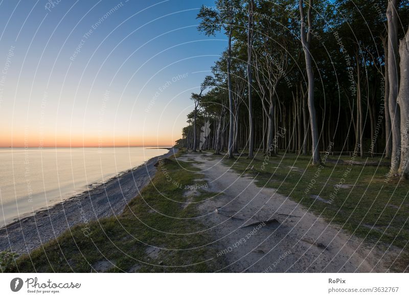 Sunrise in the ghost forest. Forest Wind cripple Beach beach Coast Ocean Sandy beach seashells Baltic Sea ocean vacation Nienhagen coastal migration Relaxation