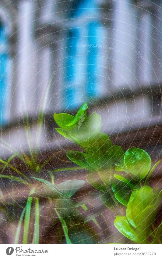 Green plant behind the glass with the reflection of the building streets decorative colorful reflections blossom nature windows fresh abstract window frame