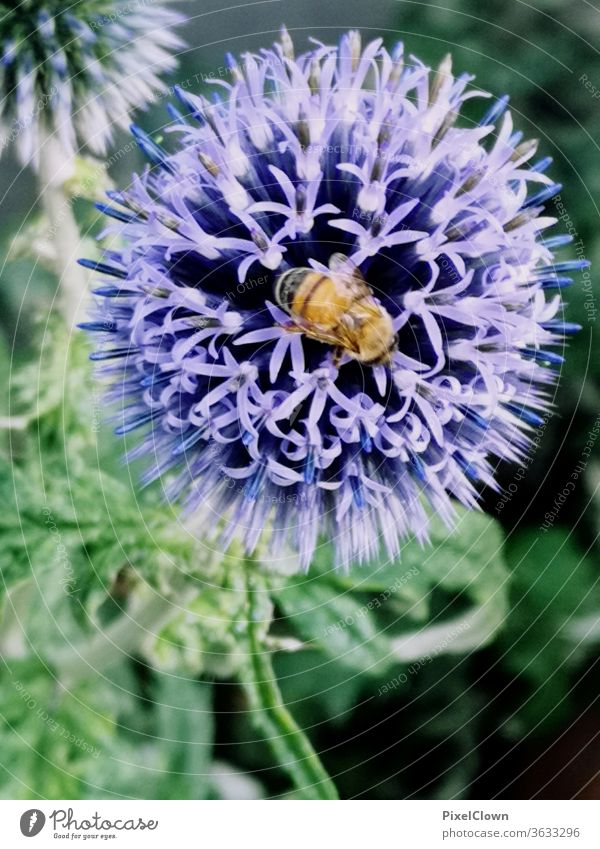 Insect and a flower Bee, flower, bleed Nectar Pollen Macro (Extreme close-up) Close-up Animal Grand piano summer, blue, meadow, flora