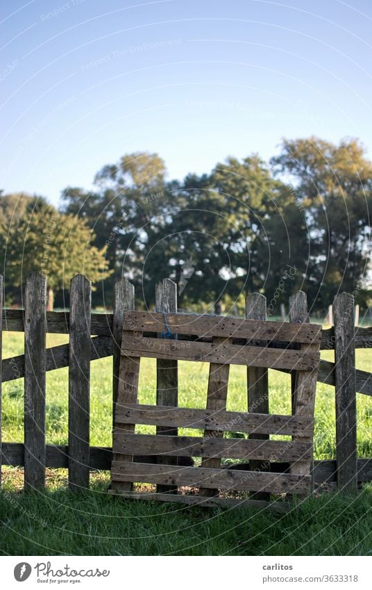 all the slats on the fence? Fence lattice fence Village Meadow huts Landscape Nature green Environment Beautiful weather tree Grass Sunlight Field