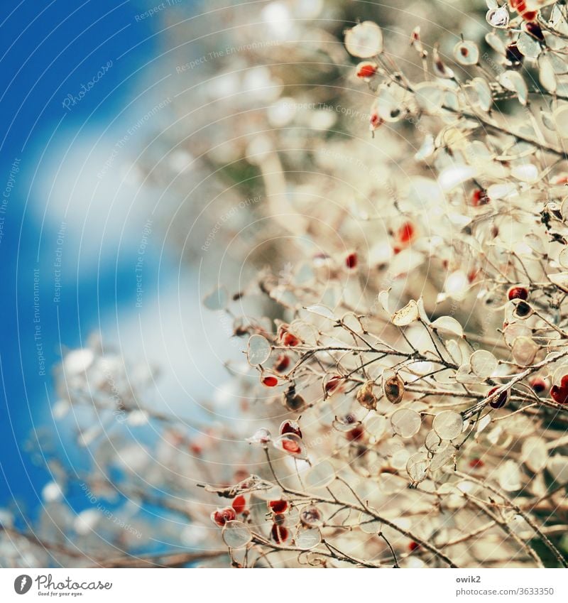 mauerBLÜMCHEN Plant bushes Small Near Dry Stalk Blade of grass Tiny hair Diminutive To dry up Fragile Sámen Colour photo Close-up Detail Structures and shapes