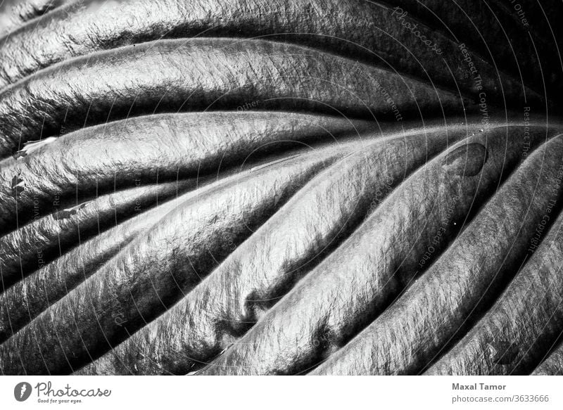 Hosta Leaf with Rain Drops Agavoideae Asparagaceae Asparagales Monocots angiosperms background close-up closeup dew drop droplets drops environment flora