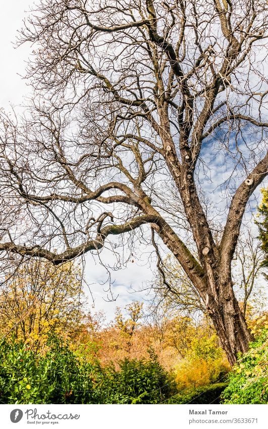 A nice dramatic tree without leaves in autumn background branch fall landscape live nature plant season sky trees