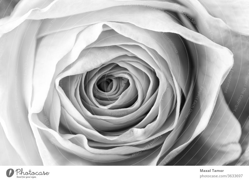 Macro of Yellow Rose b&w b/w background beautiful beauty black black and white bloom blossom bright bud bw celebration close-up closeup color floral flower