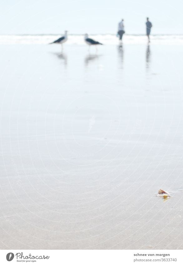 monster birds in the blurred area gulls stand Beach Atlantic Ocean Portugal people Water Horizon Sun Bright Waves Nature Vacation & Travel Coast flaked Blue