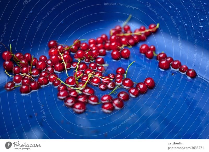 currants Redcurrant red currants berry Harvest fruit vitamins Fresh Table scatterbrained keeper Container Round Eating food vegan vegetarian Garden yield