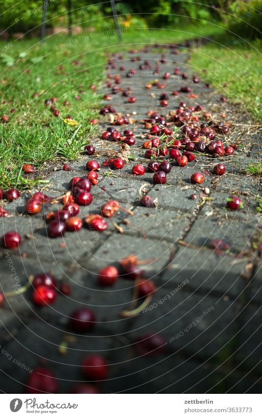 Cherries on the garden path Harvest Garden Garden plot allotment Cherry cherries fruit Vitamin vitamins Stone fruit Pomacious fruits Windfall Mature overripe