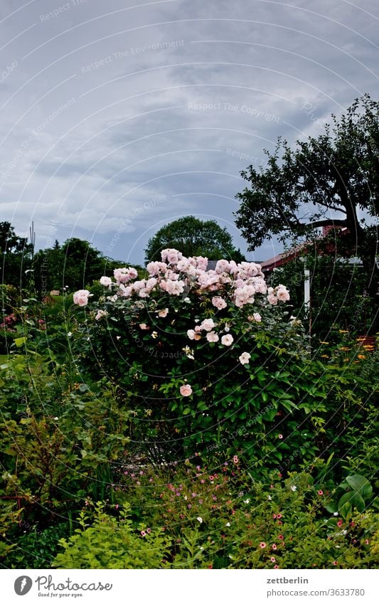 Rose bush in the evening flowers blossom bleed Relaxation holidays Garden Grass Sky cherries Garden allotments Deserted Nature Plant tranquillity Garden plot