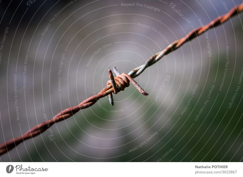 Barbed wire barbed wire Fence Metal Dangerous outdoor Exterior shot Colour photo refugee Freedom prison punishment security penitentiary immigration detention