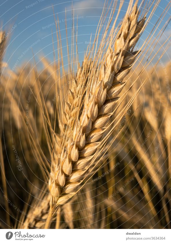 Wheat close-up Wheatfield Wheat ear Wheat grain Wheat beer Wheat flour wheat bread Field Exterior shot Colour photo Summer Plant Agricultural crop Day