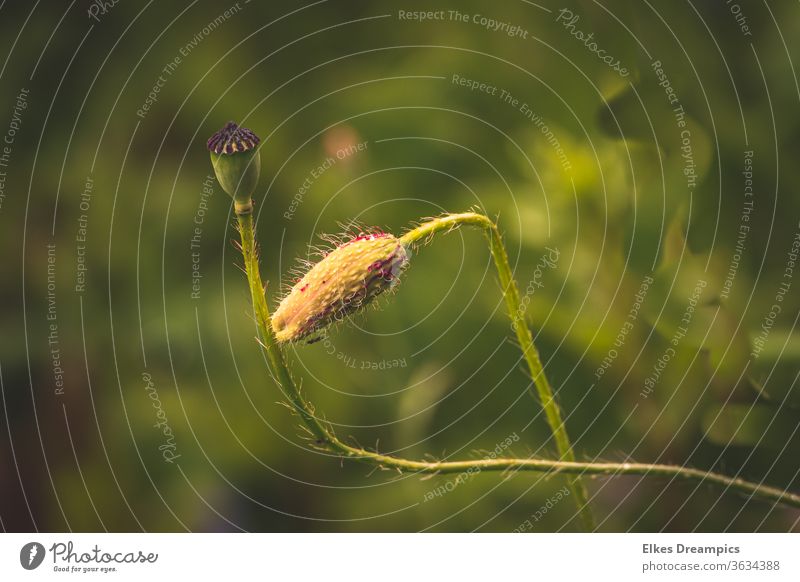 Becoming and passing away - poppies Poppy blossom Poppy capsule Exterior shot Nature