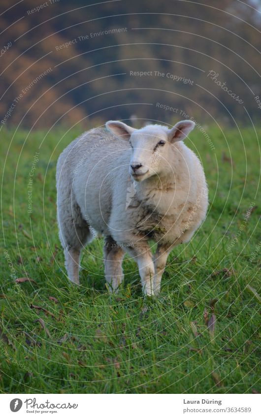 Sheep portrait on pasture Wool Willow tree Meadow Animal Animal portrait Farm animal Nature Exterior shot Grass Landscape Environment Looking green Field White