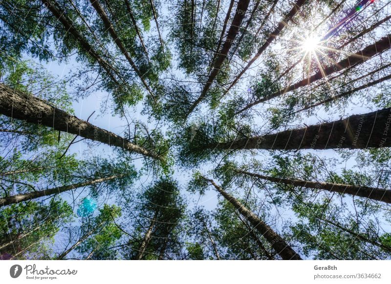 bottom view of tall pine trees in the forest against the sky and clouds air around background blue branch bright coniferous ecology environment foliage