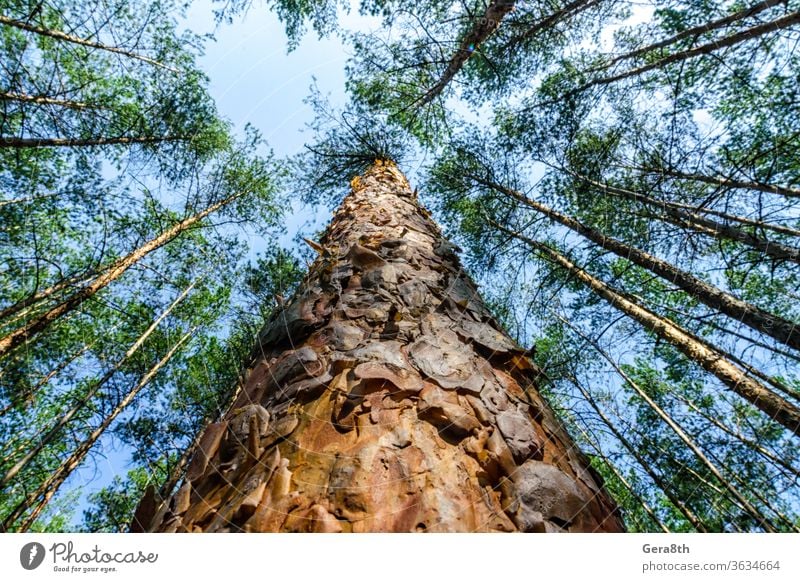 bottom view of tall pine trees in the forest against the sky and clouds air around background blue branch bright coniferous ecology environment foliage