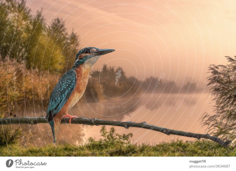 Kingfisher on branch predator birdie wetland silent Park metallic hunter ornithology shiny little birdwatching birds wildlife Animal portrait Exterior shot Wild