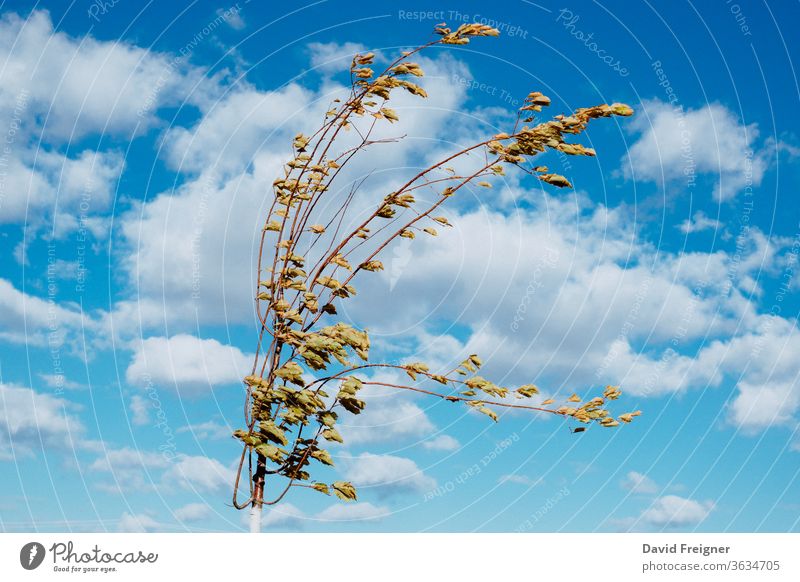 Tender tree bends in strong wind Plant Wind windy flexed Blue Sky Weather Gale stormy Exterior shot Climate Environment Storm Climate change Clouds Deserted