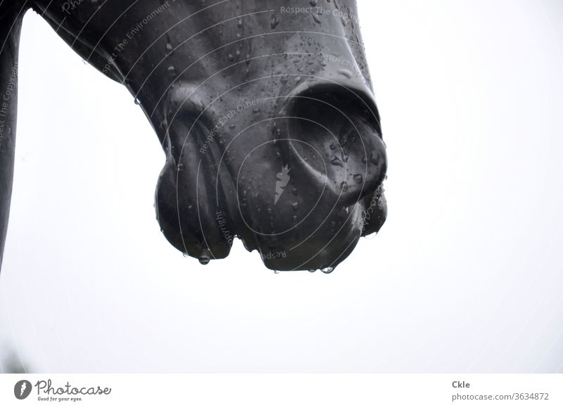 Raindrop wet horse snout sculpture plastic Sculpture Horse Portrait Horse's head Animal Animal portrait Nostrils Exterior shot Day Animal face Muzzle raindrops