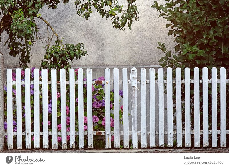 Hydrangeas behind an old, patchy, white fence, above it sunshine and some unripe pears hydrangeas Fence Old White Broken idyllically Pear tree Exterior shot