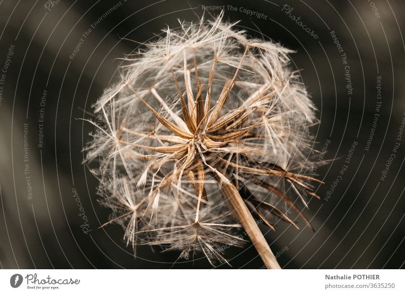 Dandelion flower Flower Brown Plant Close-up Colour photo Spring Deserted Nature Exterior shot Wild plant Environment Blossom