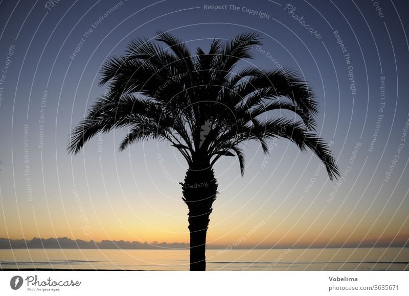 Palm tree at dawn Dawn Morning Sky Sun morning sky South Sunrise Ocean Coast Landscape Nature Individual romantic Picturesque Long distance travel Exotic