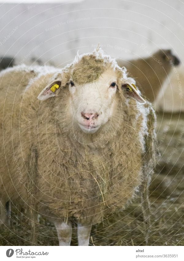 Moo! Sheep Barn portrait Animal Species-appropriate Keeping of animals animal portrait Nature Agriculture Organic farming Farm Organic produce Deserted