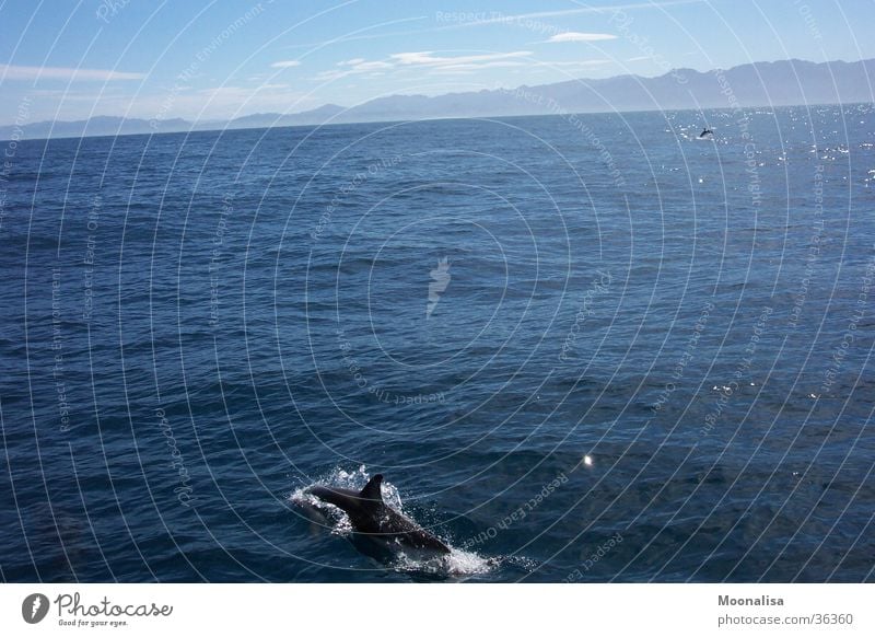 Dolphins Ocean New Zealand Water Watercraft ship tour