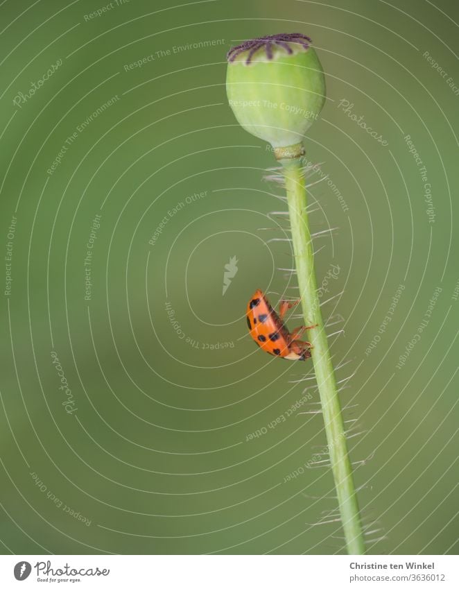 The little ladybird had no trouble climbing down the hairy stem of the already withered poppy Ladybird Insect Crawl poppy flower Poppy capsule stalk Stalk