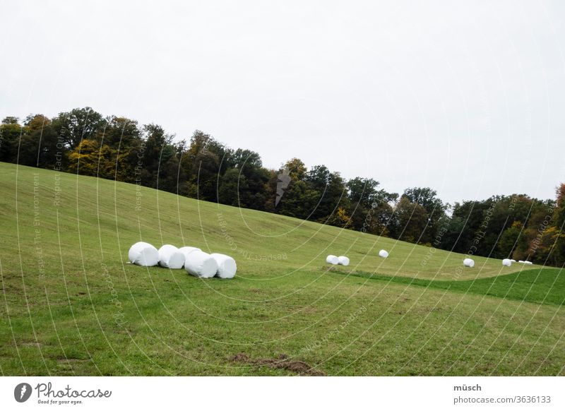 Packed bales of straw on a meadow Grain Straw Agriculture Meadow huts White green slope peasant deciduous hilly Autumn Harvest plastic Hay ecology wrapped