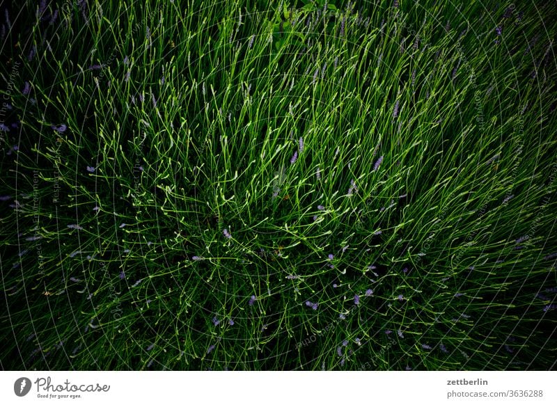 Lavender shortly before blossoming flowers bleed Relaxation Harvest holidays Garden Grass allotment Garden allotments Deserted Nature Plant tranquillity