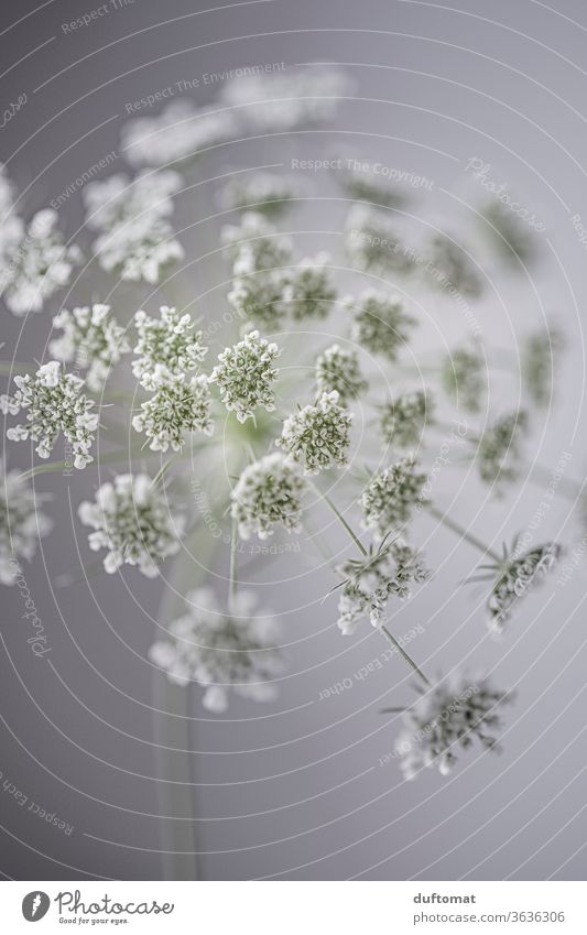 White meadowflower, studio recording flowers Hemlock Umbellifer white carrot Meadow bleed Meadow flower still life background aesthetics Purity Clarity blossom