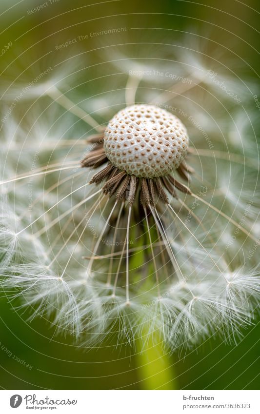 Dandelion close up dandelion lowen tooth flowers Plant Nature spring Close-up Sámen Macro (Extreme close-up) Detail Exterior shot Summer bleed natural Faded