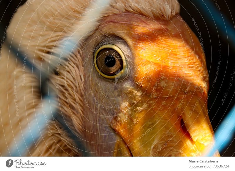 Close up of a bird's eye behind a chain link fence captivity bird in captivity wildlife protection social issues wildlife trade conceptual no people caged birds