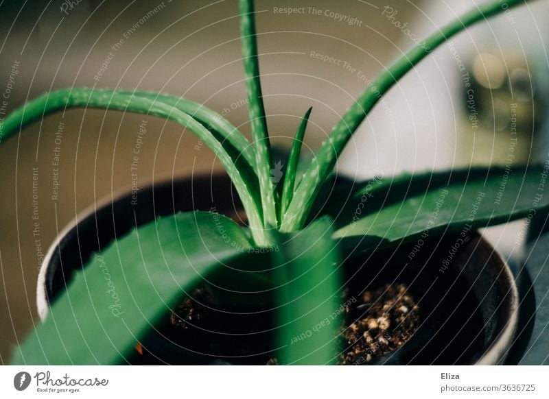 Aloe Vera plant in pot with hanging leaves aloe vera Suspended green Plant Pot Flowerpot Healthy Houseplant