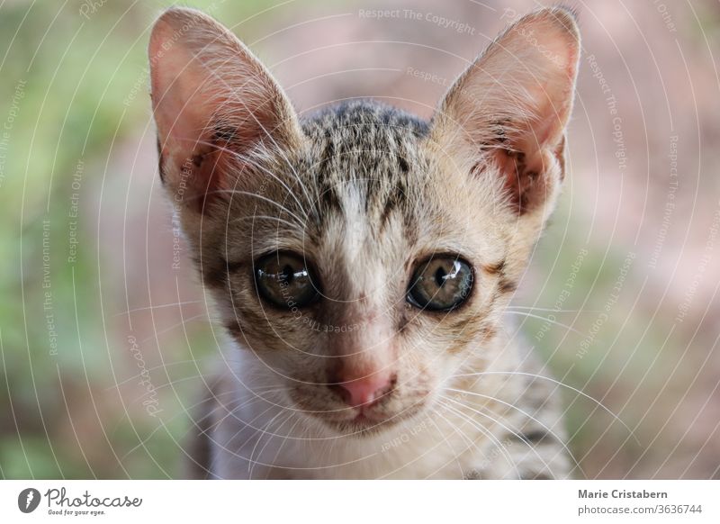 portrait of shy stray kitten animal welfare homelessness innocence vulnerable shy kitten looking lost cute feline domestic mammal fur young kitty nature eyes