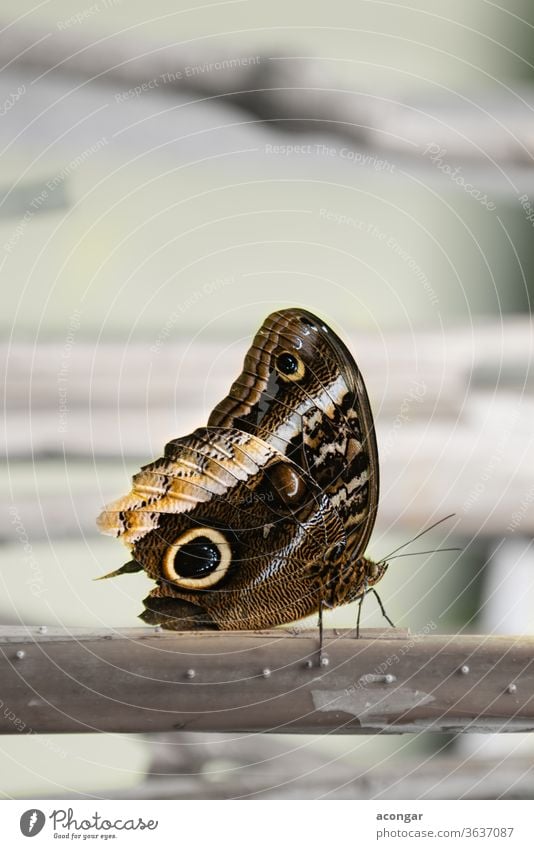 Giant-owl, Gold-edged Owl-Butterfly, Golden Caligo (Caligo uranus) Macro america animal arthropod background beautiful biology brown brush bug butterfly caligo