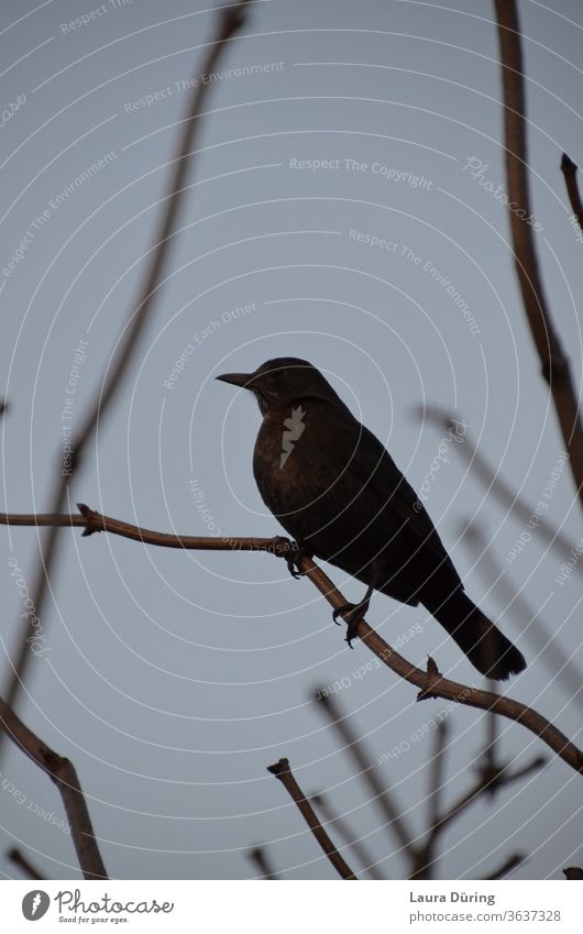 Portrait of a female blackbird on a twig Blackbird Throstle birds Animal Brown Branch Twig Twigs and branches twigs Exterior shot Nature Moody Ambience