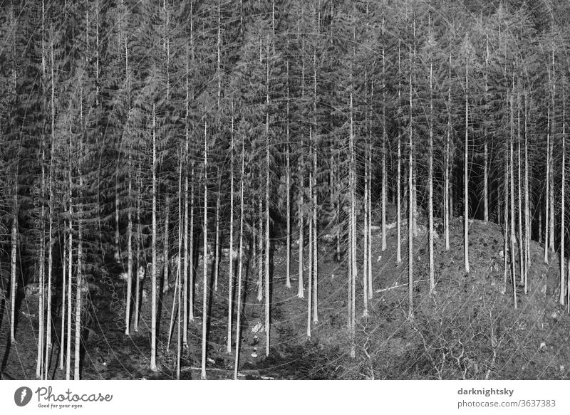 Coniferous forest after a drought with a high proportion of dead wood Gray scale value Crisis Forestry flora Rock Cliff new forest dieback plants conifers firs