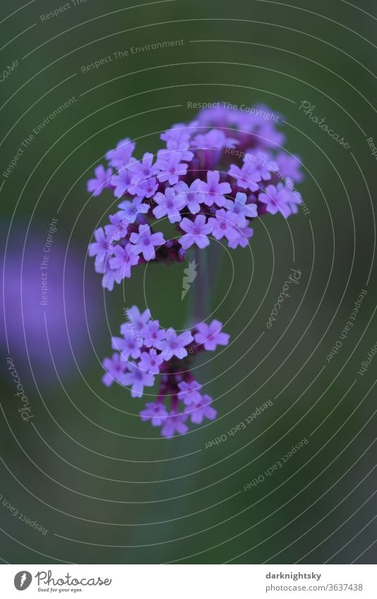 Small blue flowers flora floral natural Garden Close-up already Summer bleed Plant spring heyday green Holiday season Beauty & Beauty background Blooming