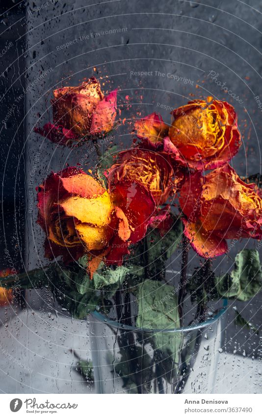 Bunch of beautiful faded flowers through the glass with rain drops rose dry petal stem leaf heart orange blue window water broken day valentine love death plant