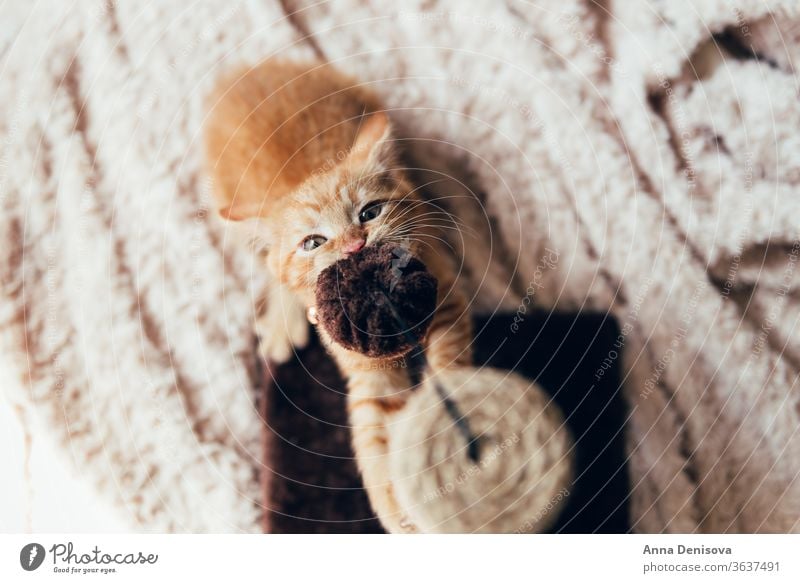 Cute ginger kitten sleeps cute cat relax blanket pet baby manx tailless no tail bobtail home cozy comfort resting fluffy sleeping kitty adorable child tiger