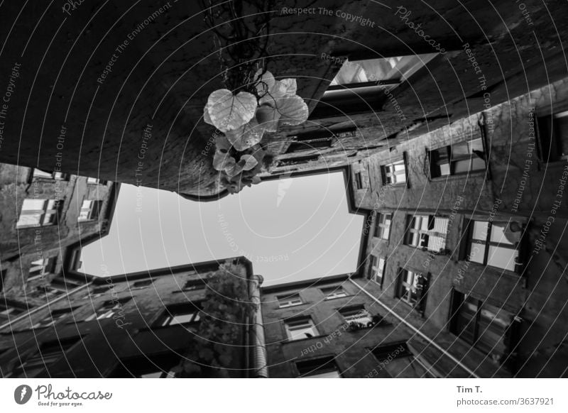 Backyard Berlin Courtyard Old building b/w Middle House (Residential Structure) Window Town Deserted Facade Downtown Living or residing Wall (building)