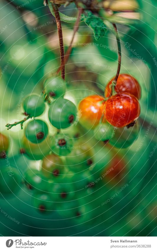 red and green currants Redcurrant Berries Delicious Summer Fresh Fruit fruit Healthy salubriously Garden Eating Juicy Pick Mature Food Healthy Eating Sour