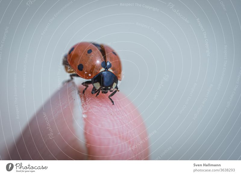 ladybug on finger Contrast Detail Sky Central perspective Good luck charm Wake up Neutral Background Isolated Image Small Crawl Point Spring Colour photo