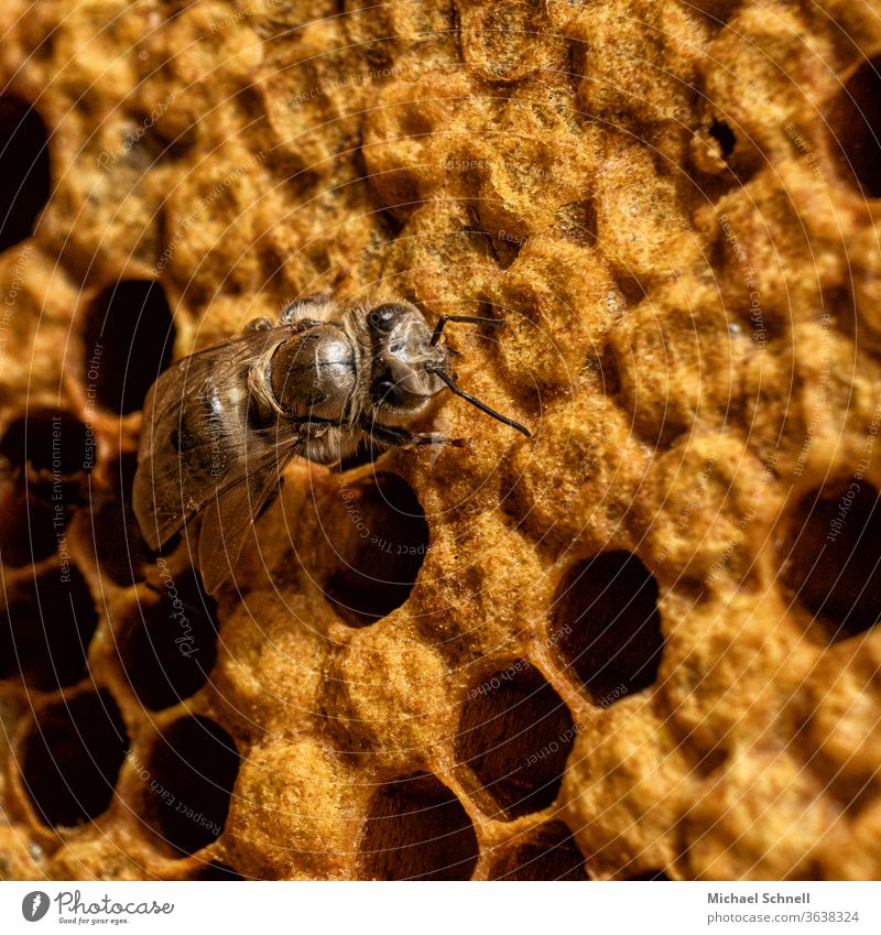 A newly hatched bee Bee Insect Macro (Extreme close-up) Yellow Honeycomb Honey bee Bee-keeping Nature beekeeping honeycomb youthful Tousled young animal