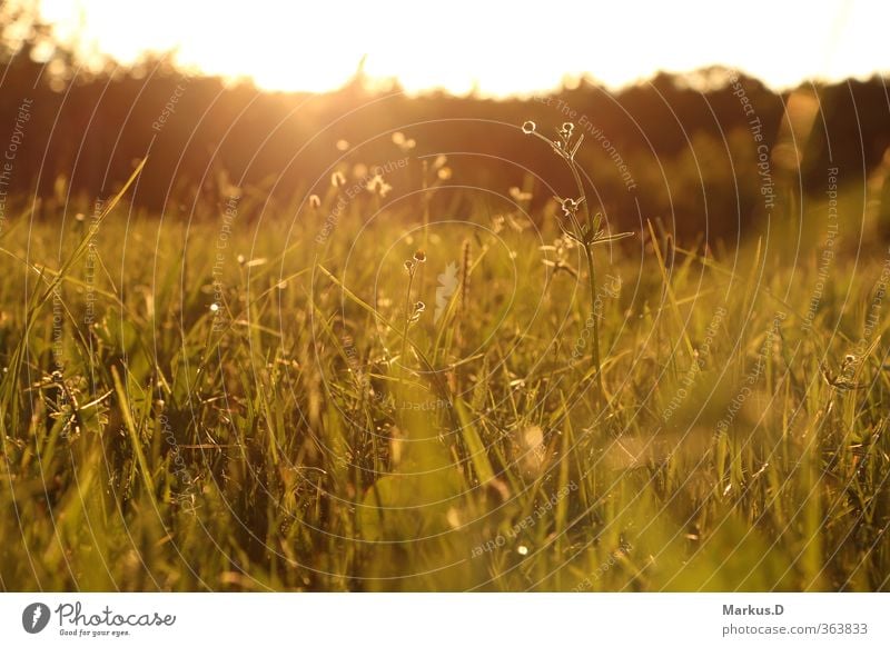 summer meadow Nature Landscape Sunrise Sunset Summer Beautiful weather Meadow Serene Happy Colour photo Exterior shot Evening Twilight Light Sunlight Back-light