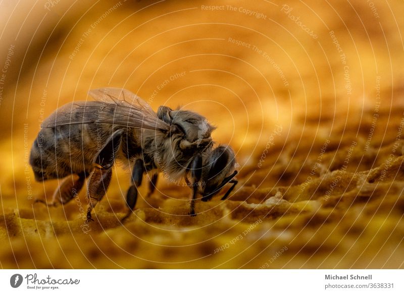 A newly hatched bee Bee Insect Macro (Extreme close-up) Yellow Honeycomb Honey bee Bee-keeping Nature beekeeping honeycomb youthful Tousled young animal