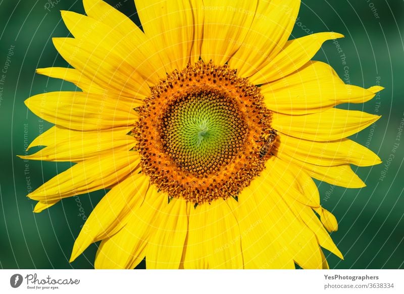 Sunflower head in morning light. Yellow flower close-up agricultural agriculture bee bloom botany bright cheerful colorful environment farming flowers gardening