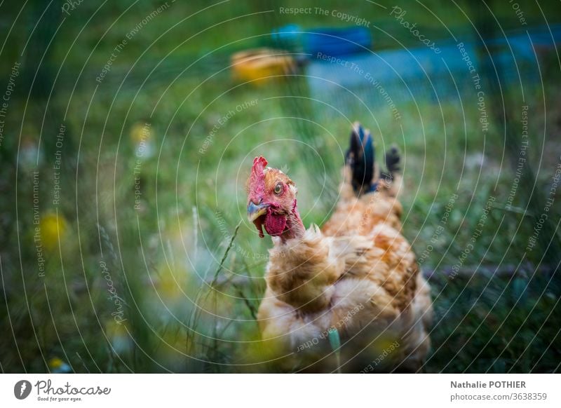 Hen in the grass behind a fence hen Fence Grass Exterior shot Nature Meadow Colour photo Green Summer chicken Animal Poultry Farm animal Animal portrait